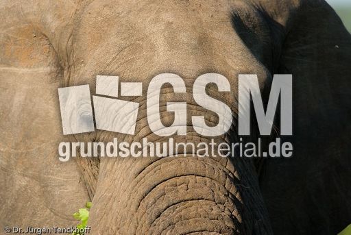 Afrikanischer Elefant (85 von 131).jpg